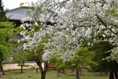 東大寺　桜