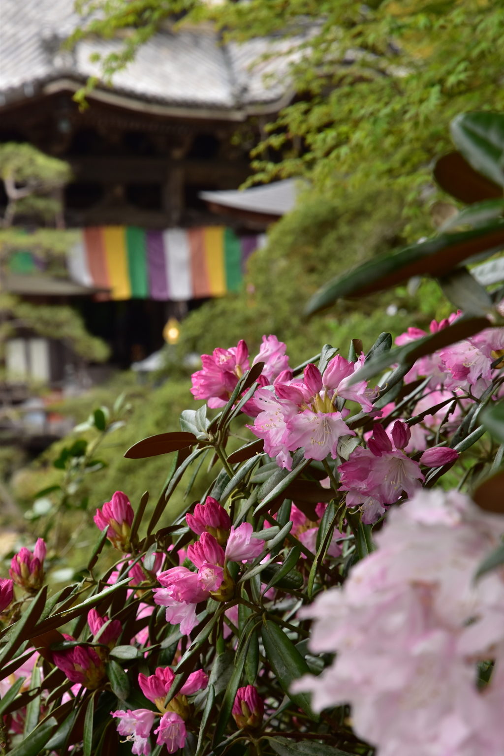 岡寺　石楠花