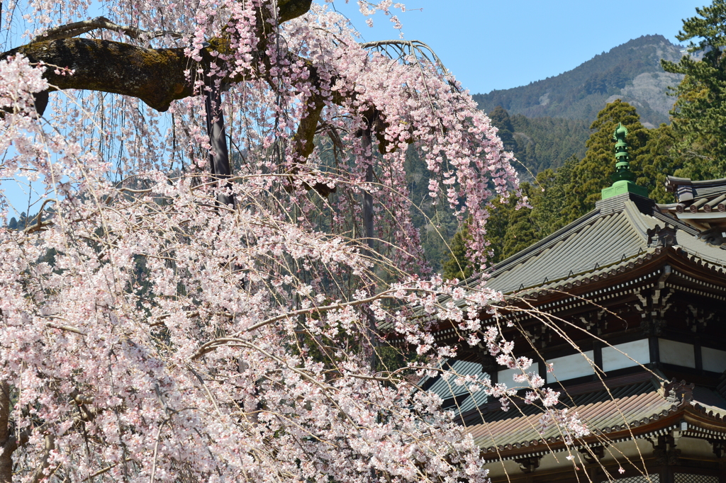 身延山久遠寺