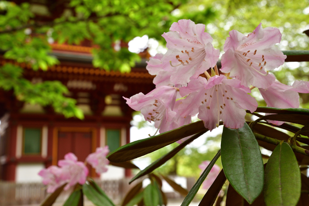 岡寺　石楠花