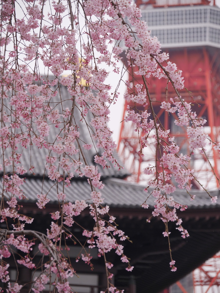 増上寺　枝垂桜