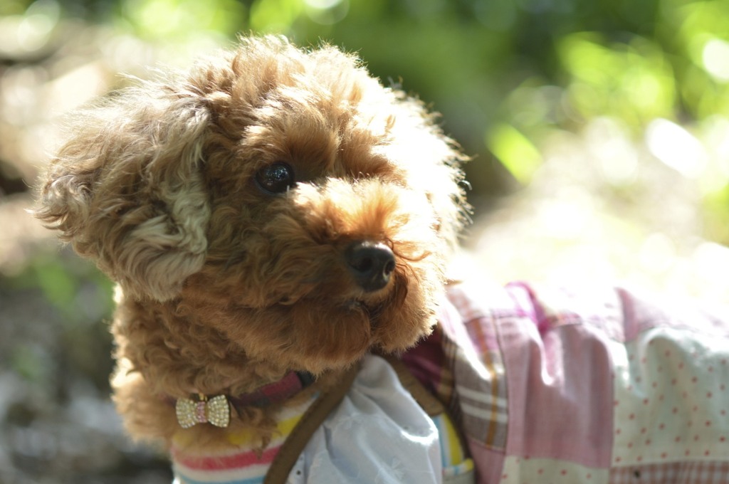 わんこ（はぁと）