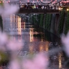 目黒川の花見