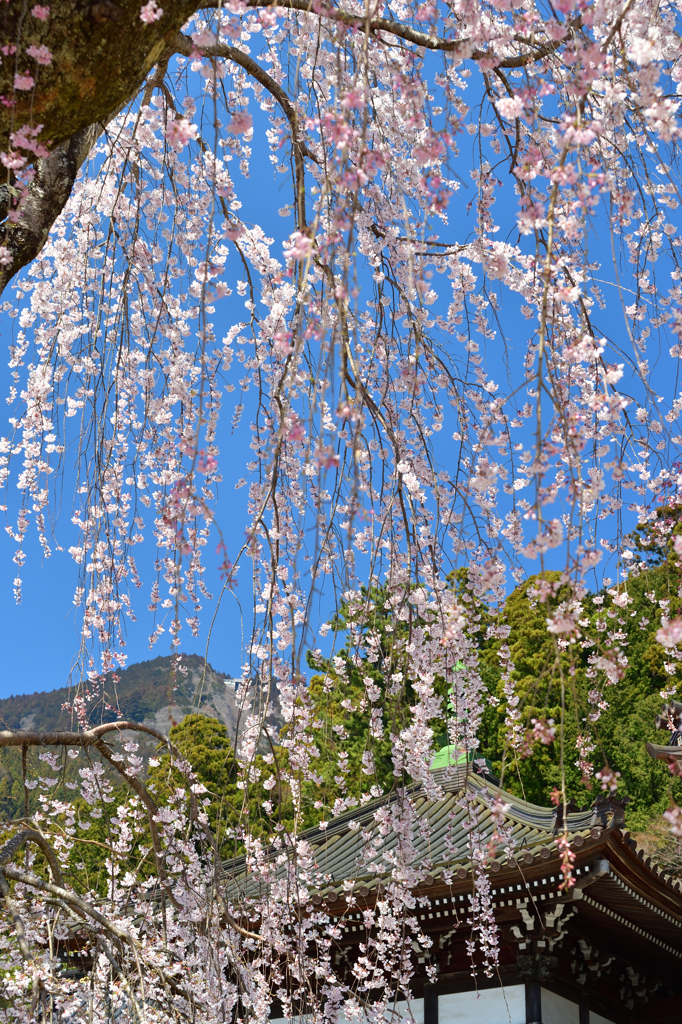 身延山久遠寺