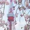 桜と東京タワー