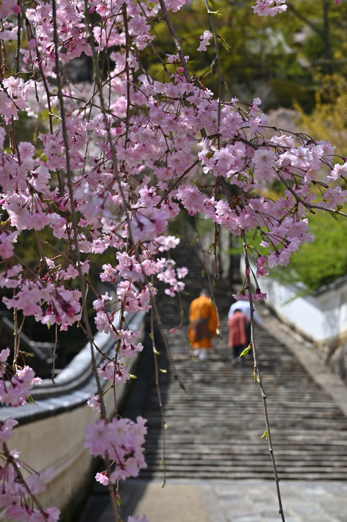 長谷寺　春