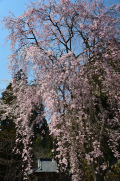 身延山　西谷