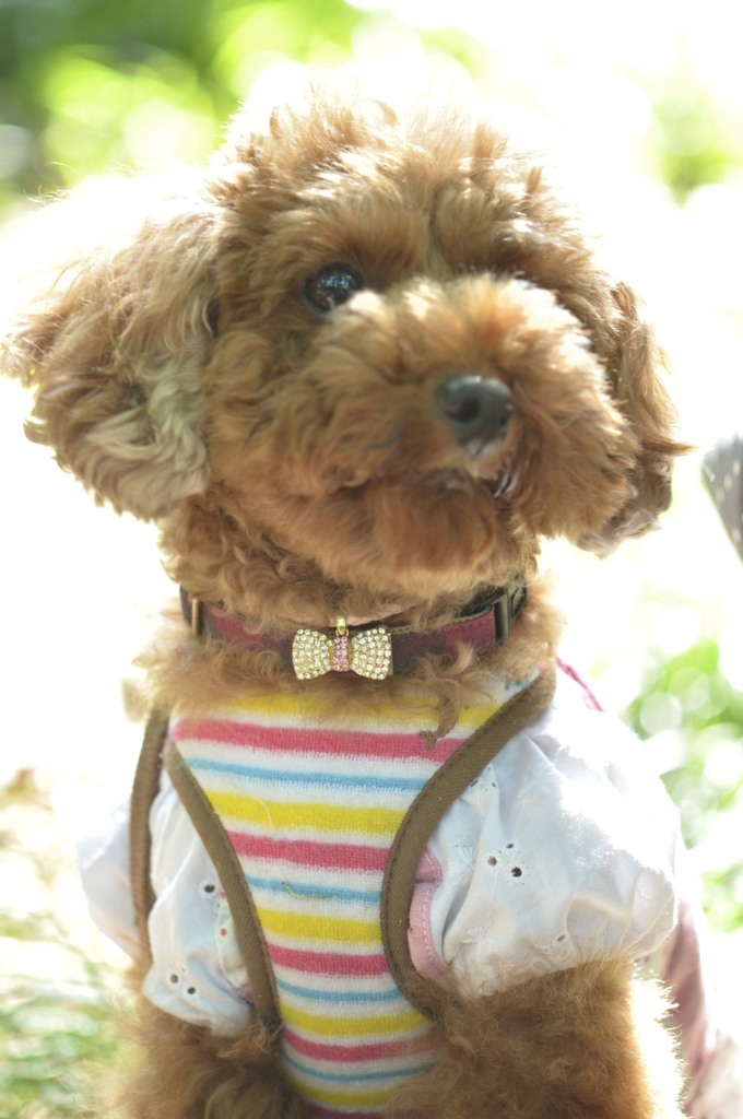 わんこ（といぷー）