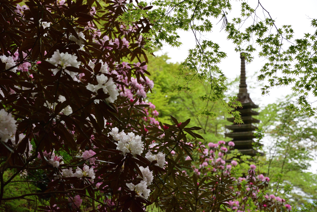 岡寺　石楠花