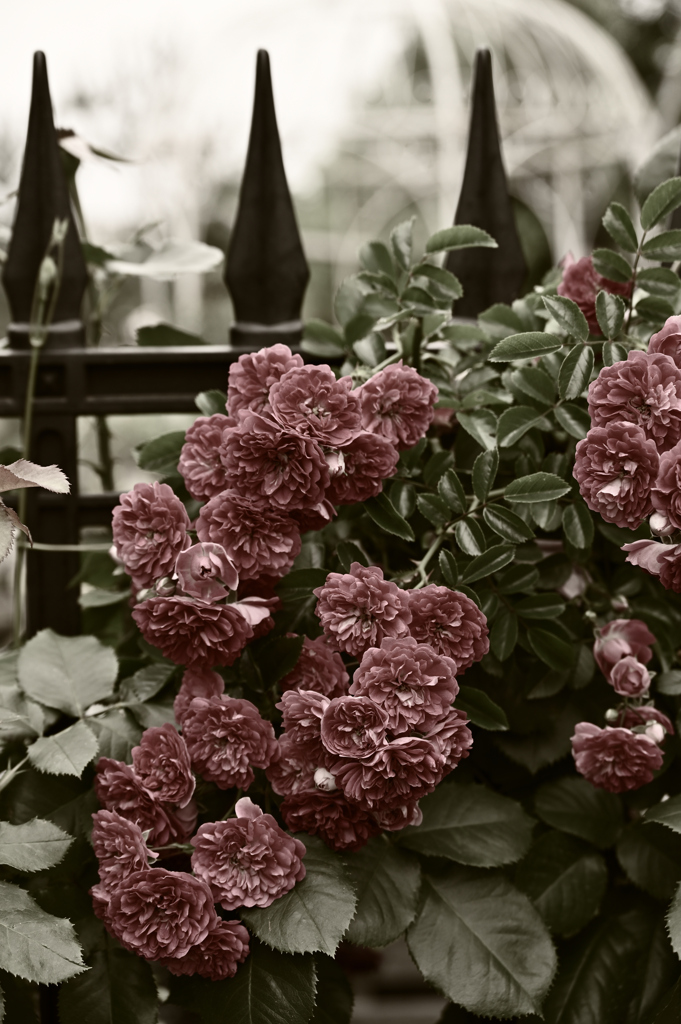 横浜イングリッシュガーデン