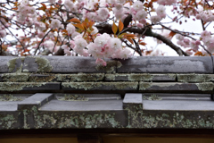 東大寺　八重桜