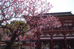 桜門2