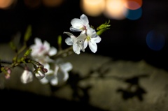 夜桜