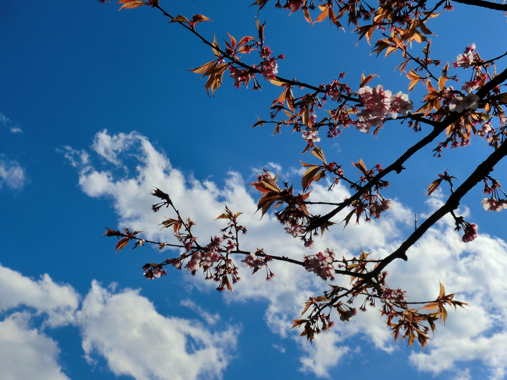 寒桜