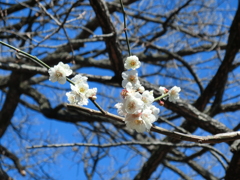 白梅