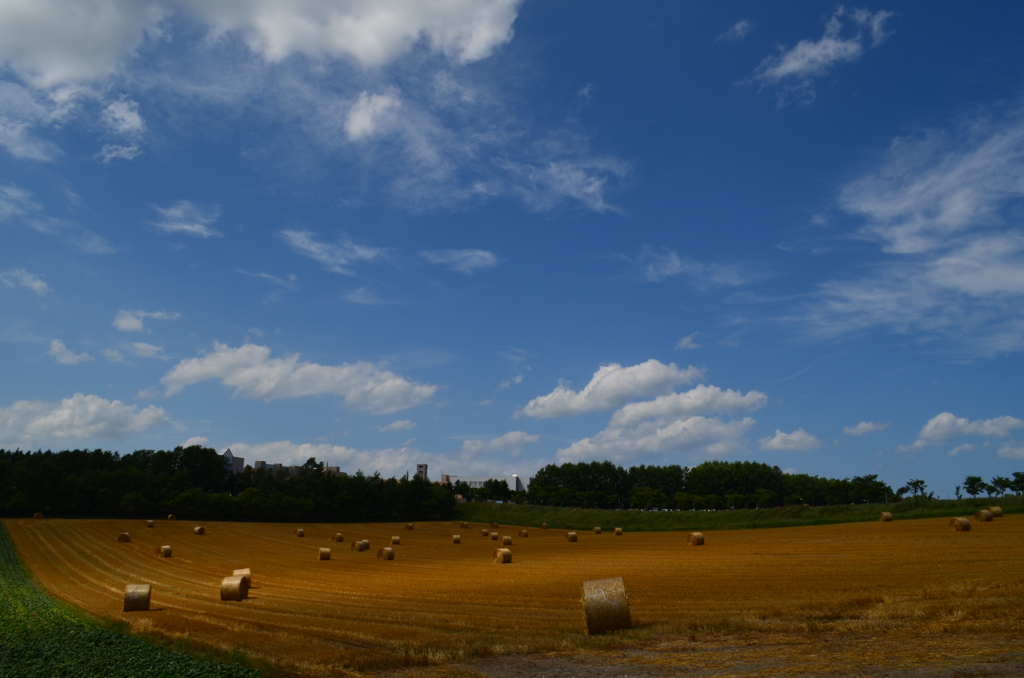 とーきょーのうぎょーだいがく