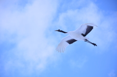 空の美人さん