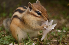 花のかほり