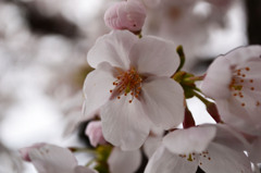 桜咲く