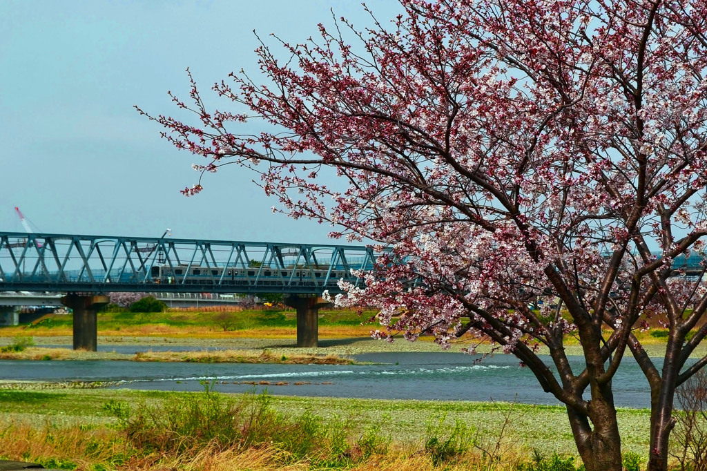 SAKURA