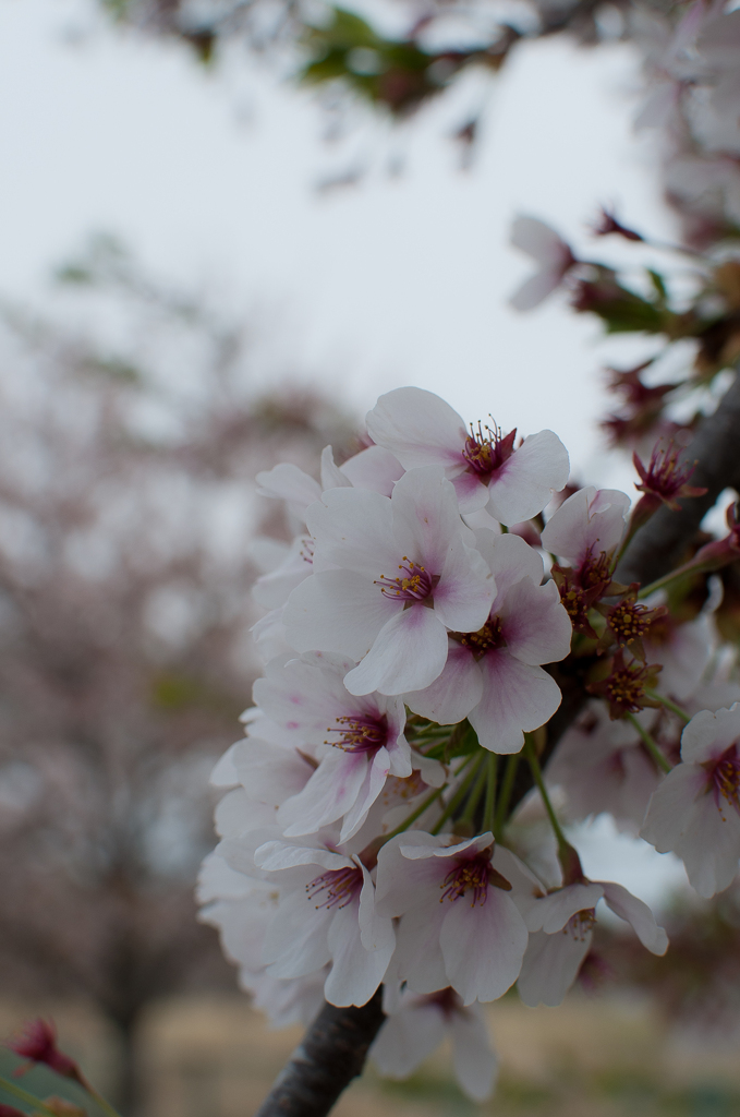 桜