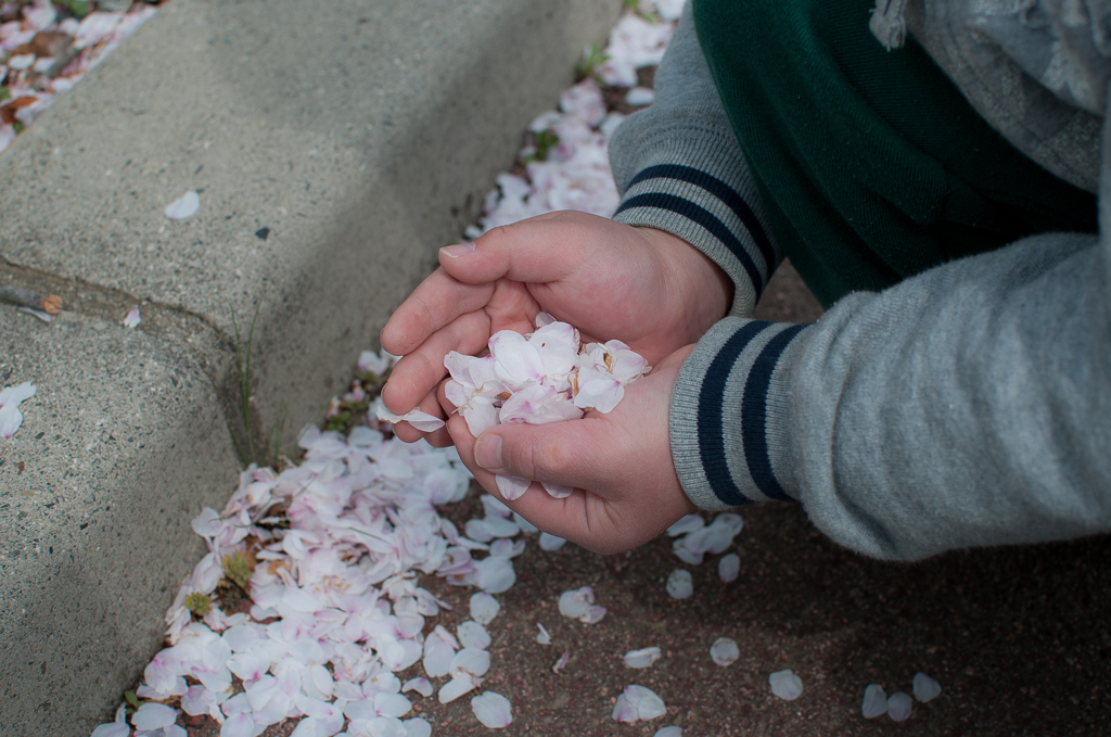 桜も終わりですね（悲）