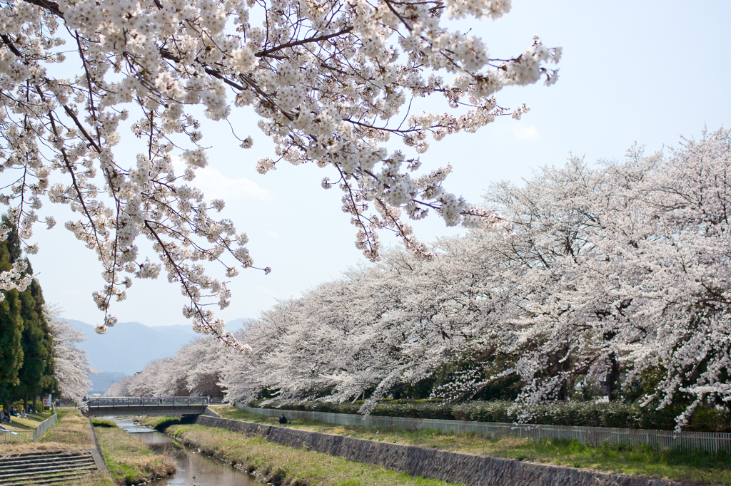 桜