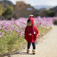 秋桜