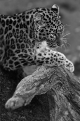 アムールヒョウ