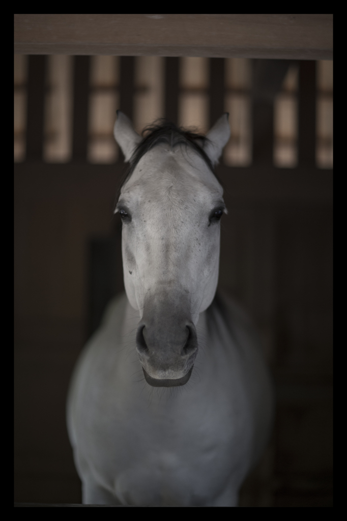 神馬「笑智号（えみともごう）」