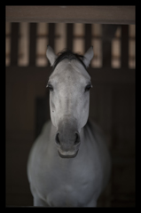 神馬「笑智号（えみともごう）」