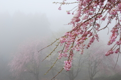 朝靄の桜