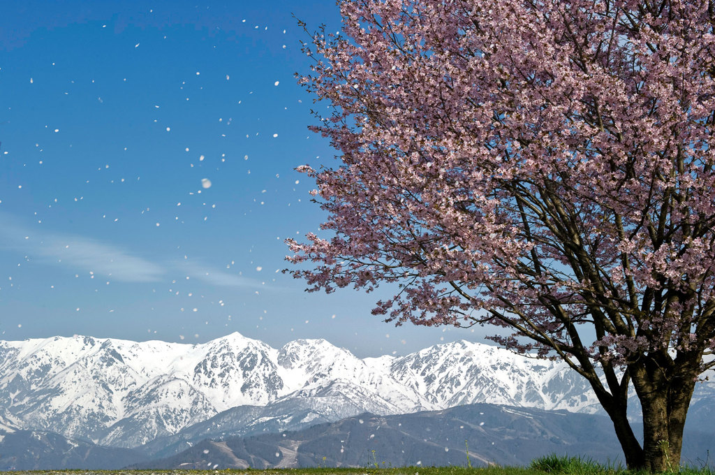 Sakura-Snow