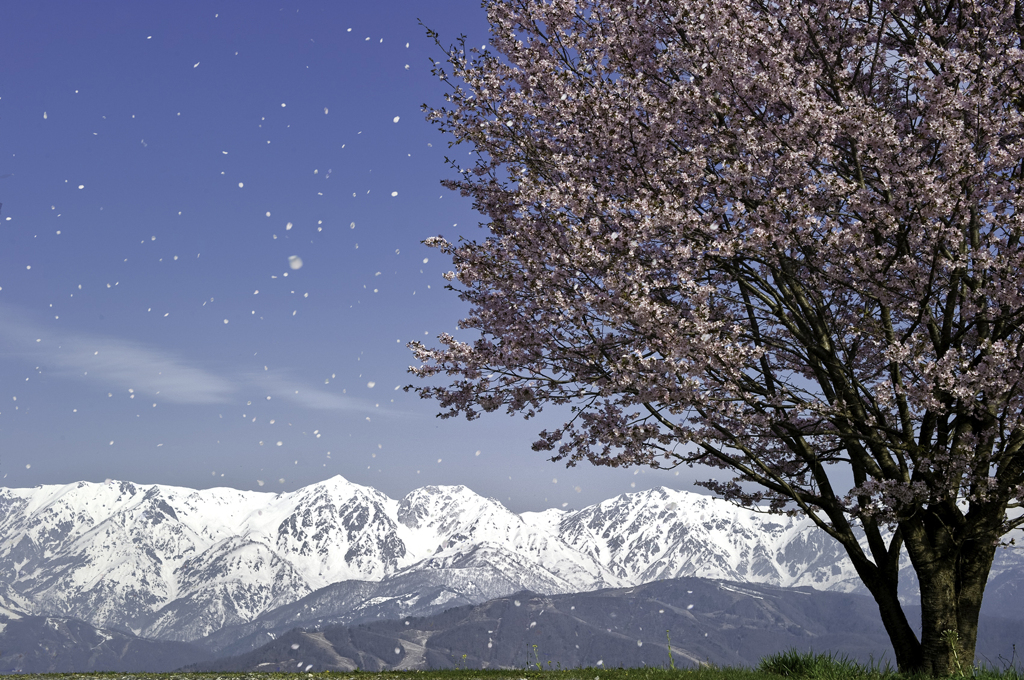 Sakura-Snow