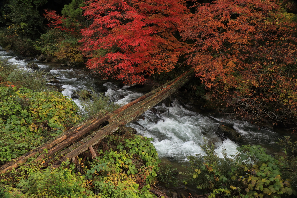 木橋　-紅葉2013-