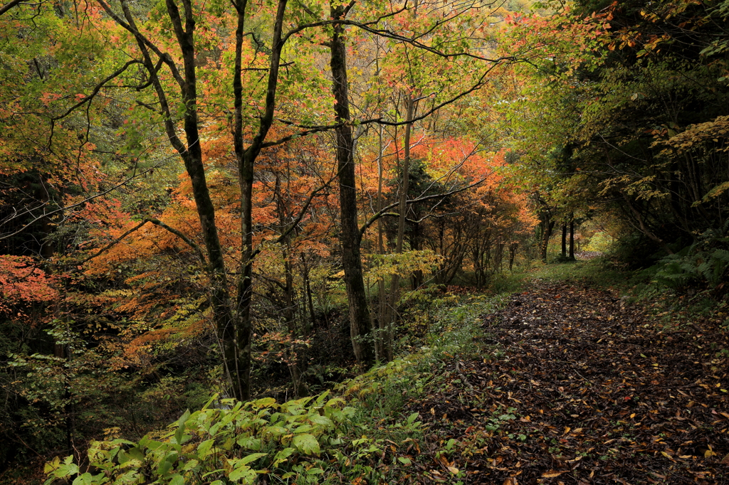  mountain path 紅葉2013-