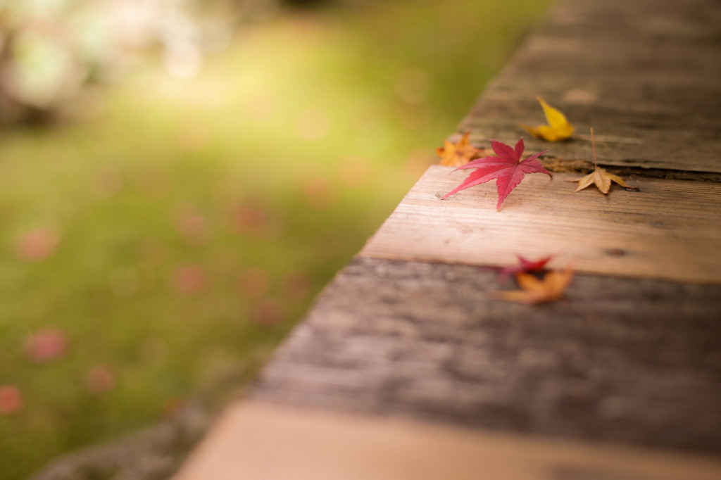 autumn colours illumination