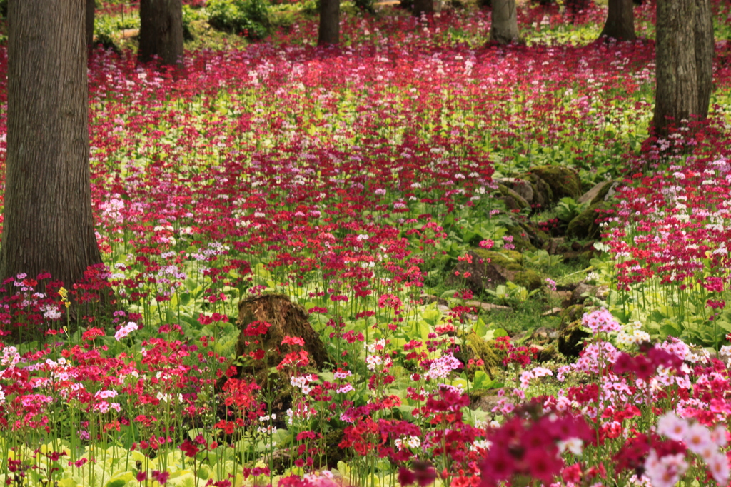 花の森