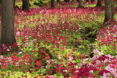 花の森