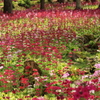 花の森