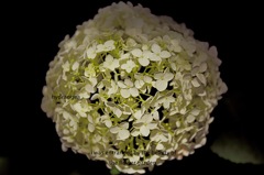 hydrangea