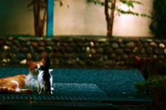 kiss