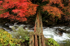 紅葉トンネル　-紅葉2013-