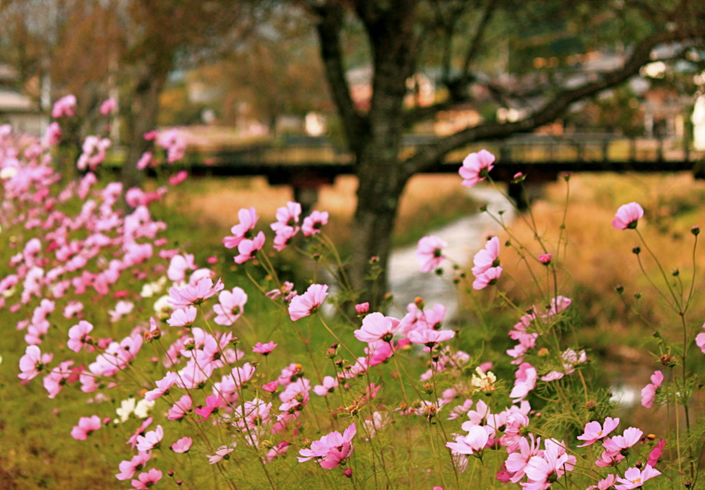 autumn wind