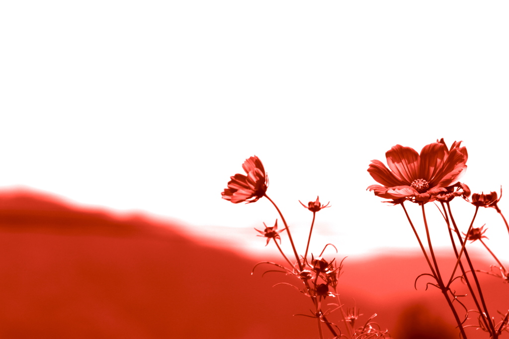 Cosmos