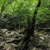 a description of nature