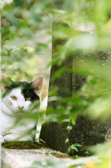 にらめっこ