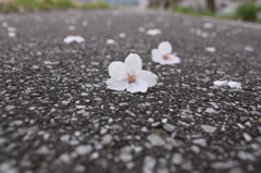 哀しき涙