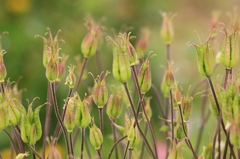 a bud