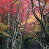 染まる